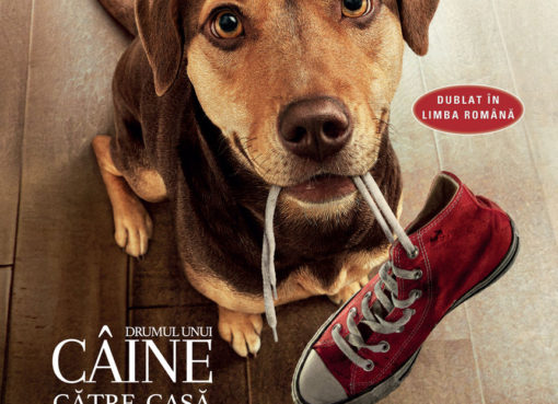 Poster Dumul unui câine către casă